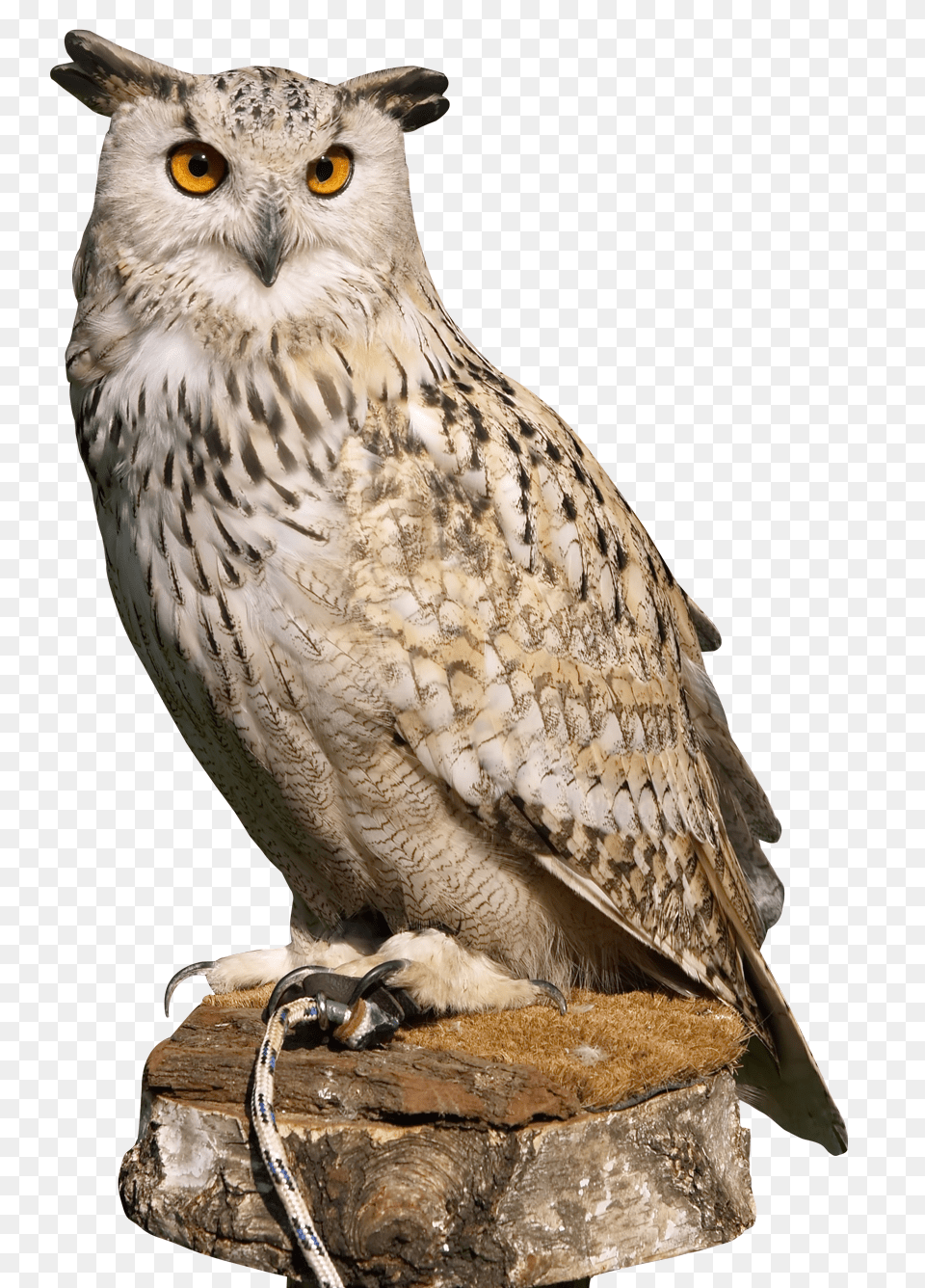 Images Eagle Owl Transparent Image, Animal, Beak, Bird Free Png