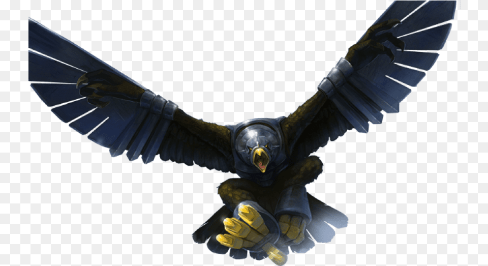 Images Eagle Rage, Animal, Bird, Vulture, Flying Free Png