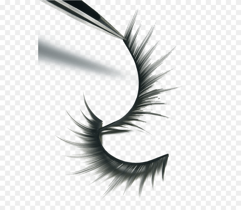 Images Eye Lash Lashes Eyelash Free Png