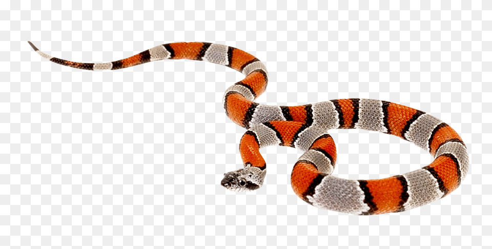 Images False Coral Snake Image, Animal, Reptile, King Snake Free Png