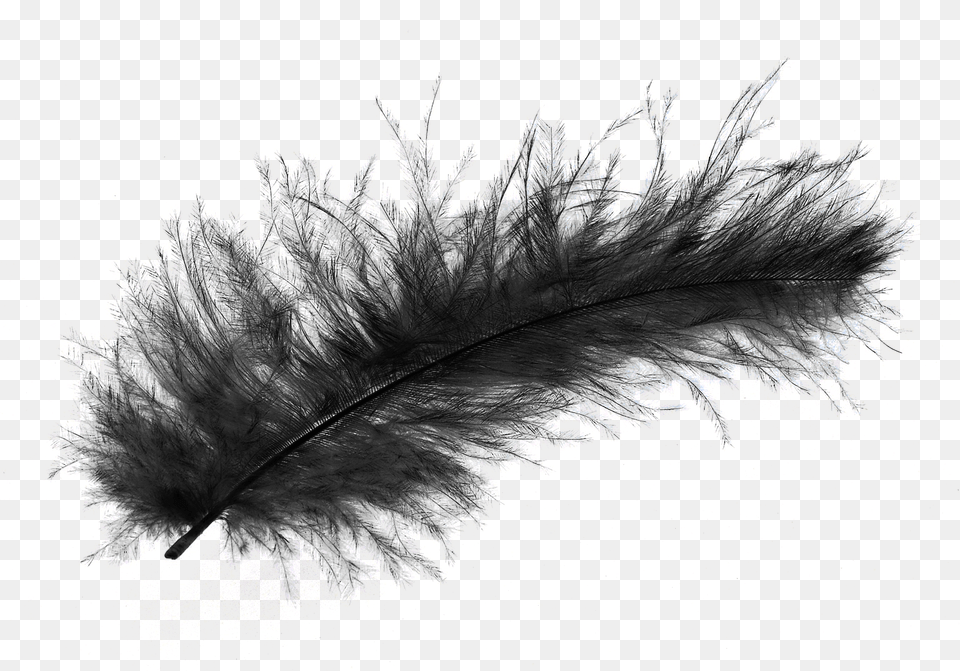 Images Feather Transparent, Accessories, Plant, Feather Boa Free Png