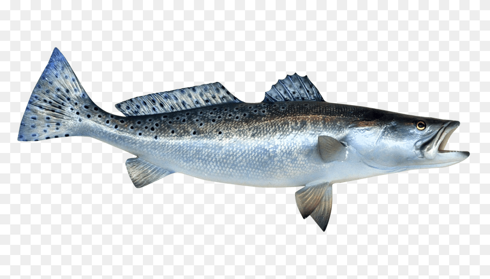 Images Fish Transparent, Animal, Sea Life, Coho, Trout Png