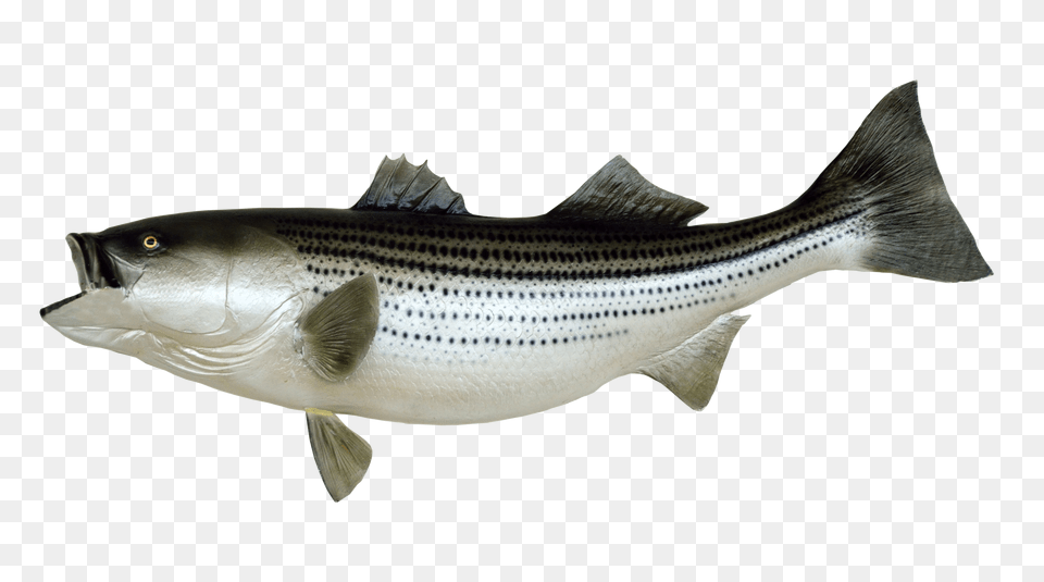 Images Fish Transparent Animal, Sea Life, Cod, Tuna Png Image