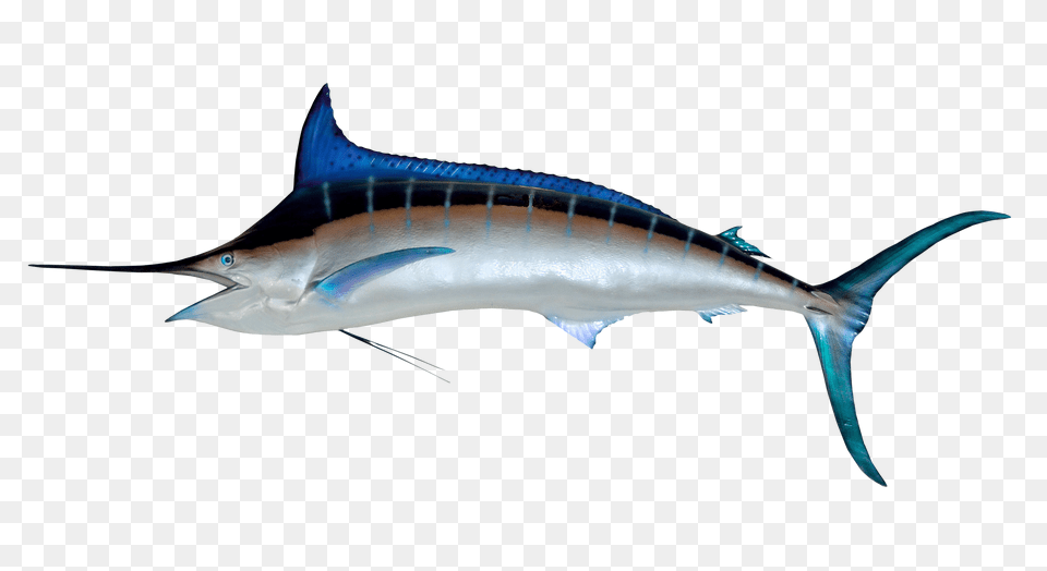 Images Fish Image, Animal, Sea Life, Swordfish, Shark Free Transparent Png