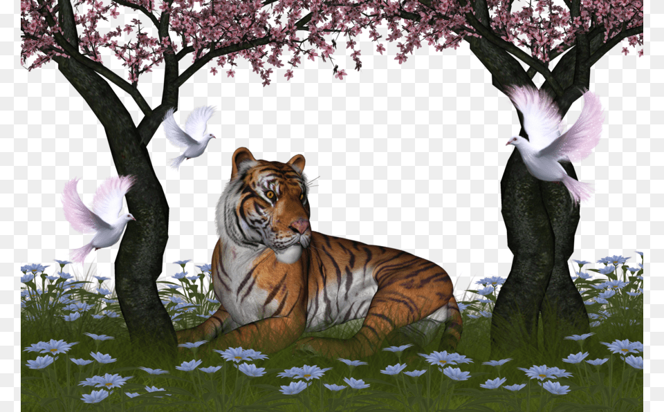Images For Background, Animal, Mammal, Tiger, Wildlife Free Png Download