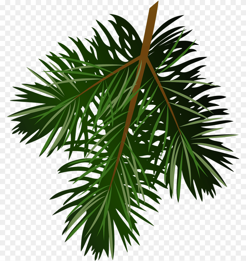Images For Pine Branch Clip Art Transparent Pine Branch, Conifer, Leaf, Plant, Tree Png Image