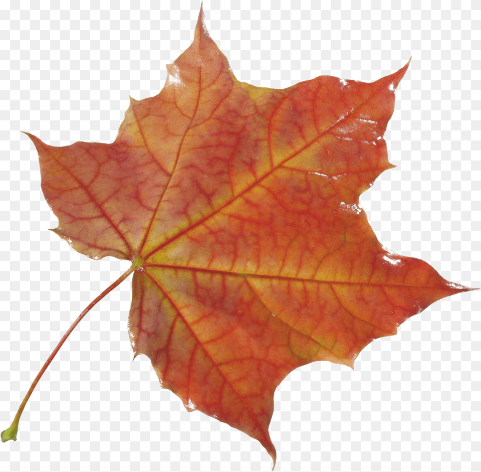 Images Yellow Leaves Autumn Free Png