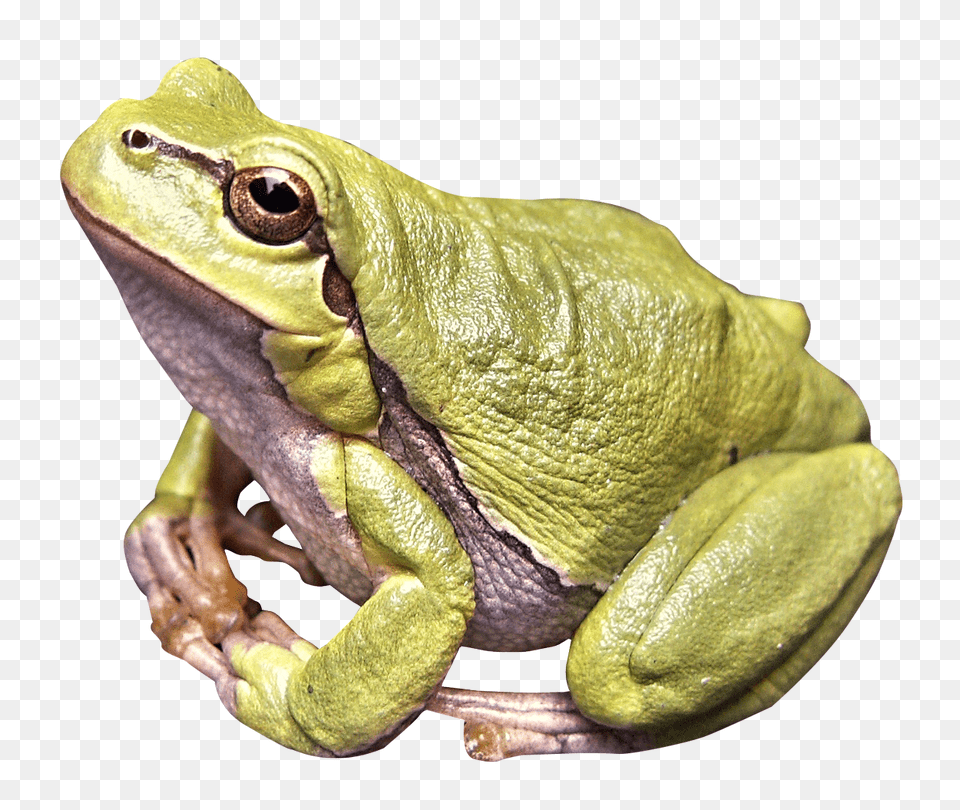 Images Frog Image, Amphibian, Wildlife, Animal, Lizard Free Png