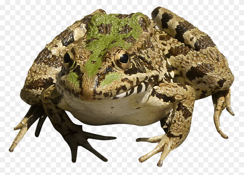 Images Frog Image, Amphibian, Animal, Wildlife, Lizard Free Transparent Png