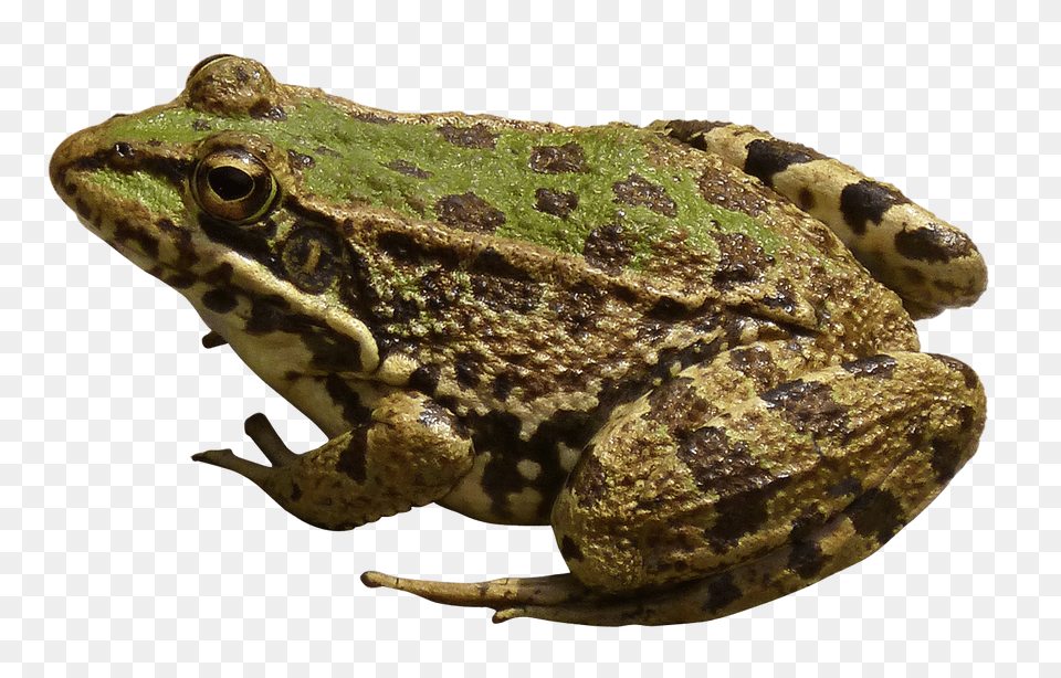 Images Frog Image, Amphibian, Animal, Wildlife, Lizard Free Transparent Png