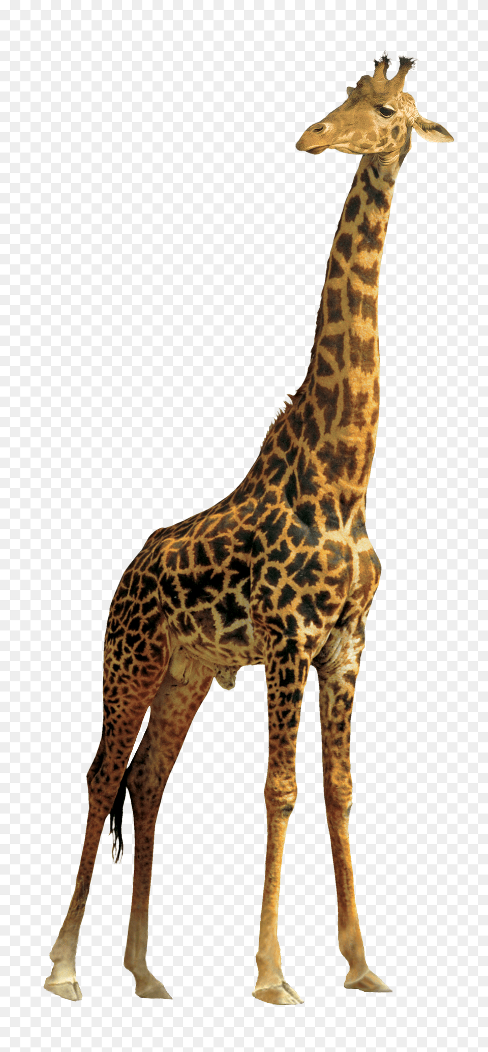 Images Giraffe Image, Animal, Mammal, Wildlife Free Png Download