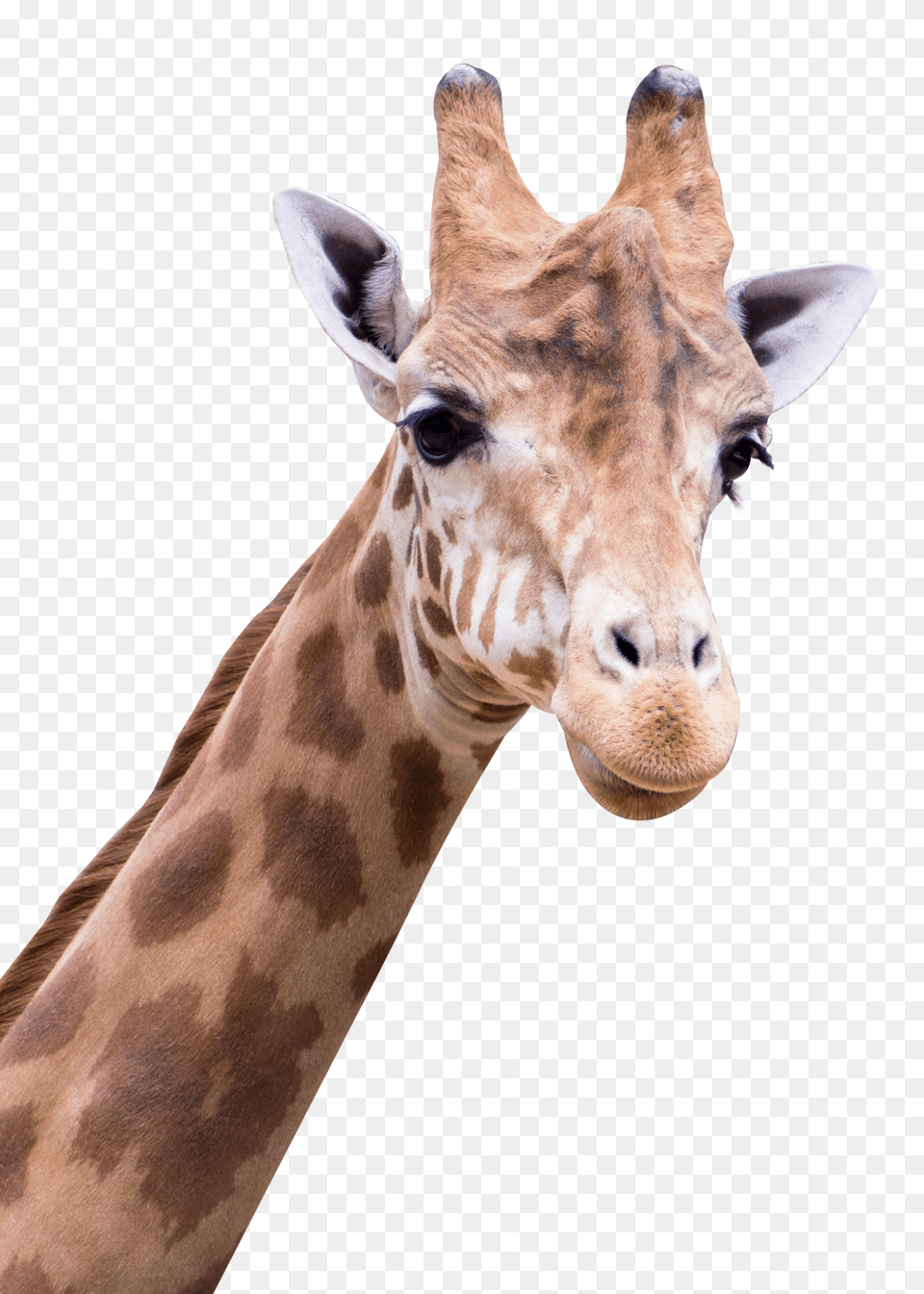 Images Giraffe Transparent Image, Animal, Mammal, Wildlife Png