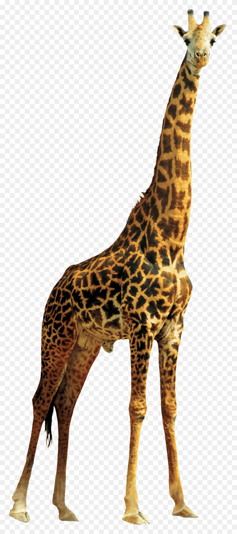 Images Giraffe Transparent Image, Animal, Mammal, Wildlife Png