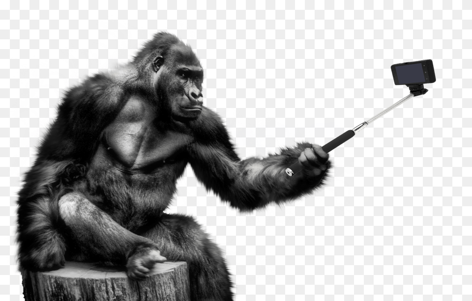 Images Gorilla Selfie Image, Animal, Ape, Mammal, Wildlife Free Png