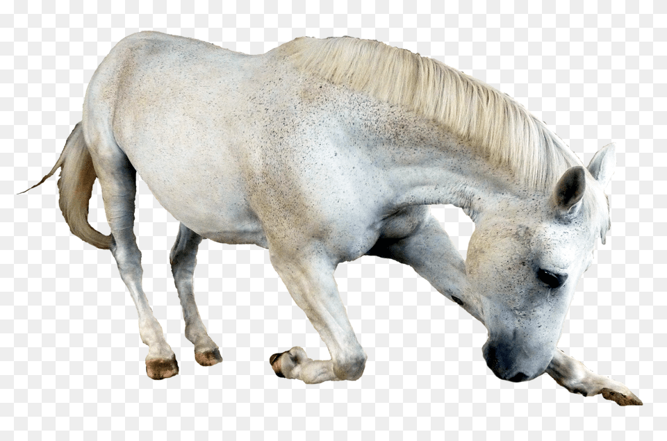 Images Horse Transparent Image, Animal, Mammal, Andalusian Horse Png