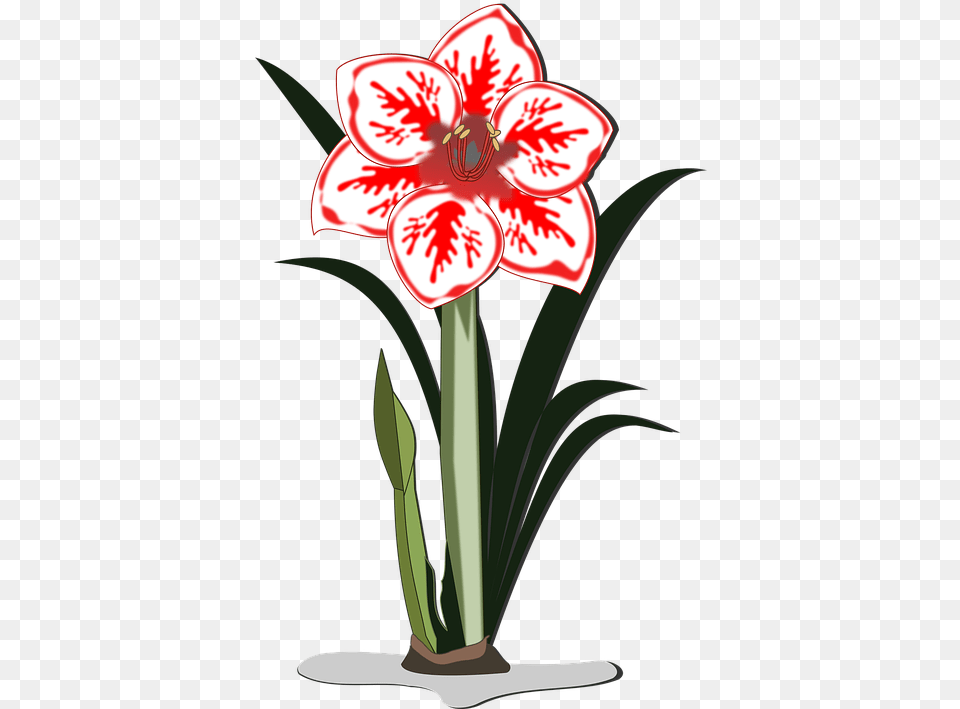 Images Icons Clipart Icon Amaryllis Flower Vector, Plant Free Transparent Png