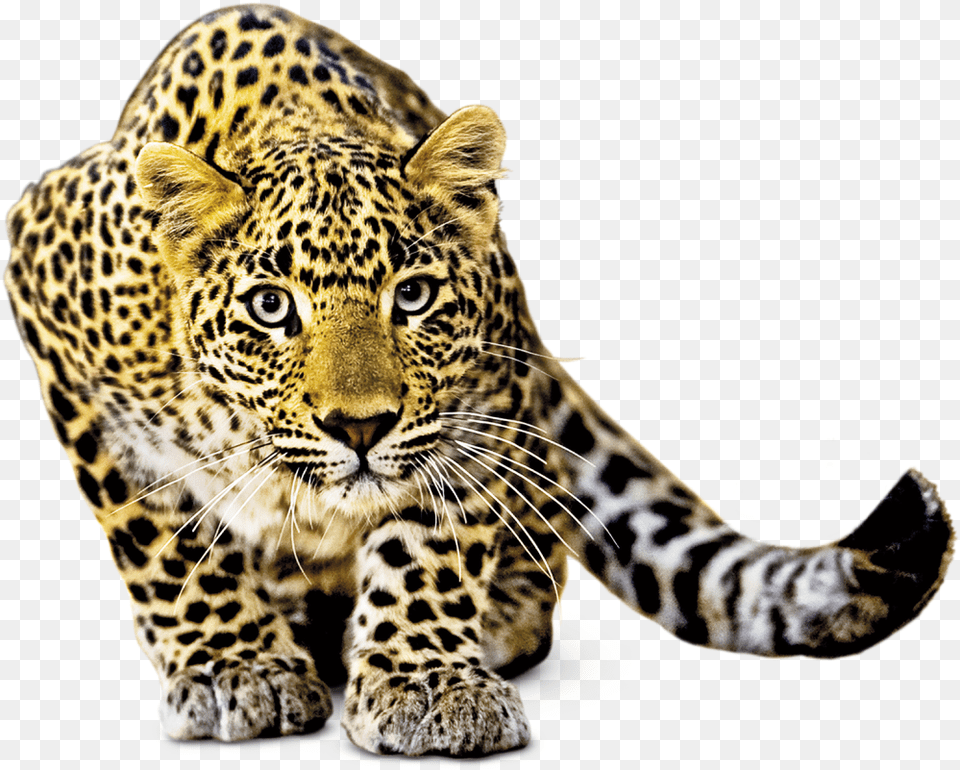 Images In Collection, Animal, Mammal, Panther, Wildlife Png