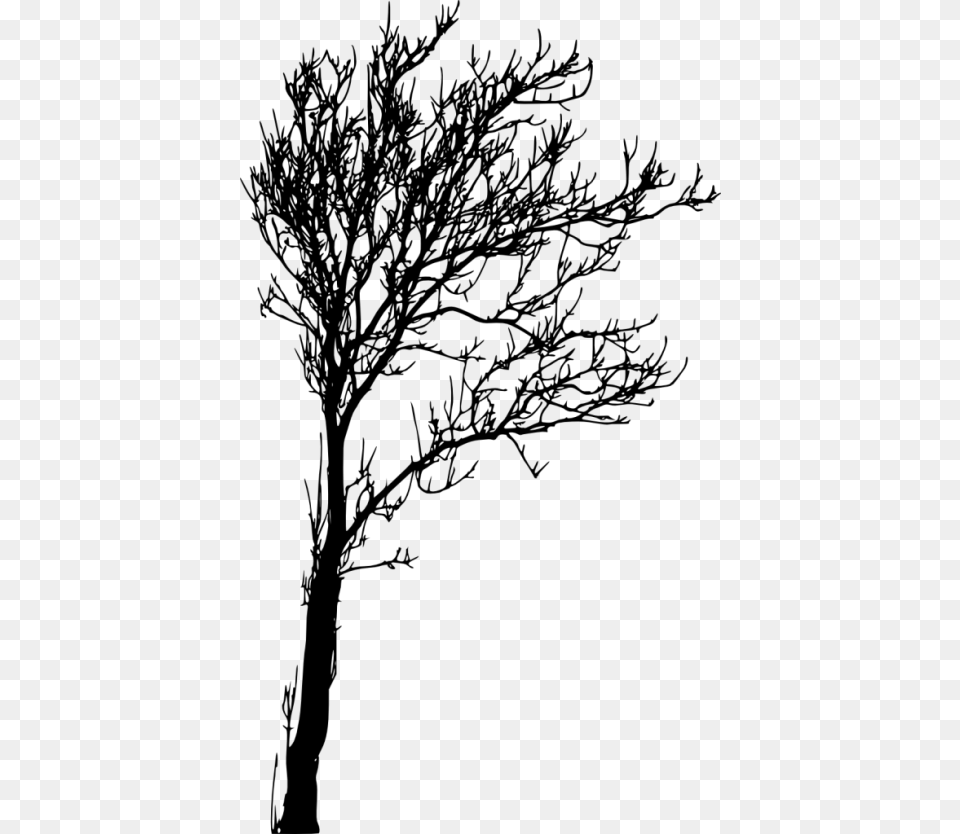 Images In Collection, Plant, Tree, Conifer, Silhouette Png