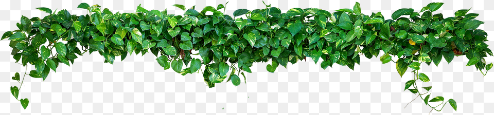 Images In Collection Enredadera, Leaf, Plant, Vine, Potted Plant Free Transparent Png