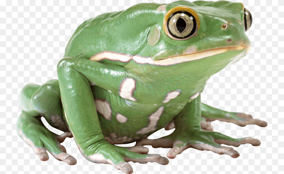 Images Its Thursday My Dude, Amphibian, Animal, Frog, Wildlife Free Png Download