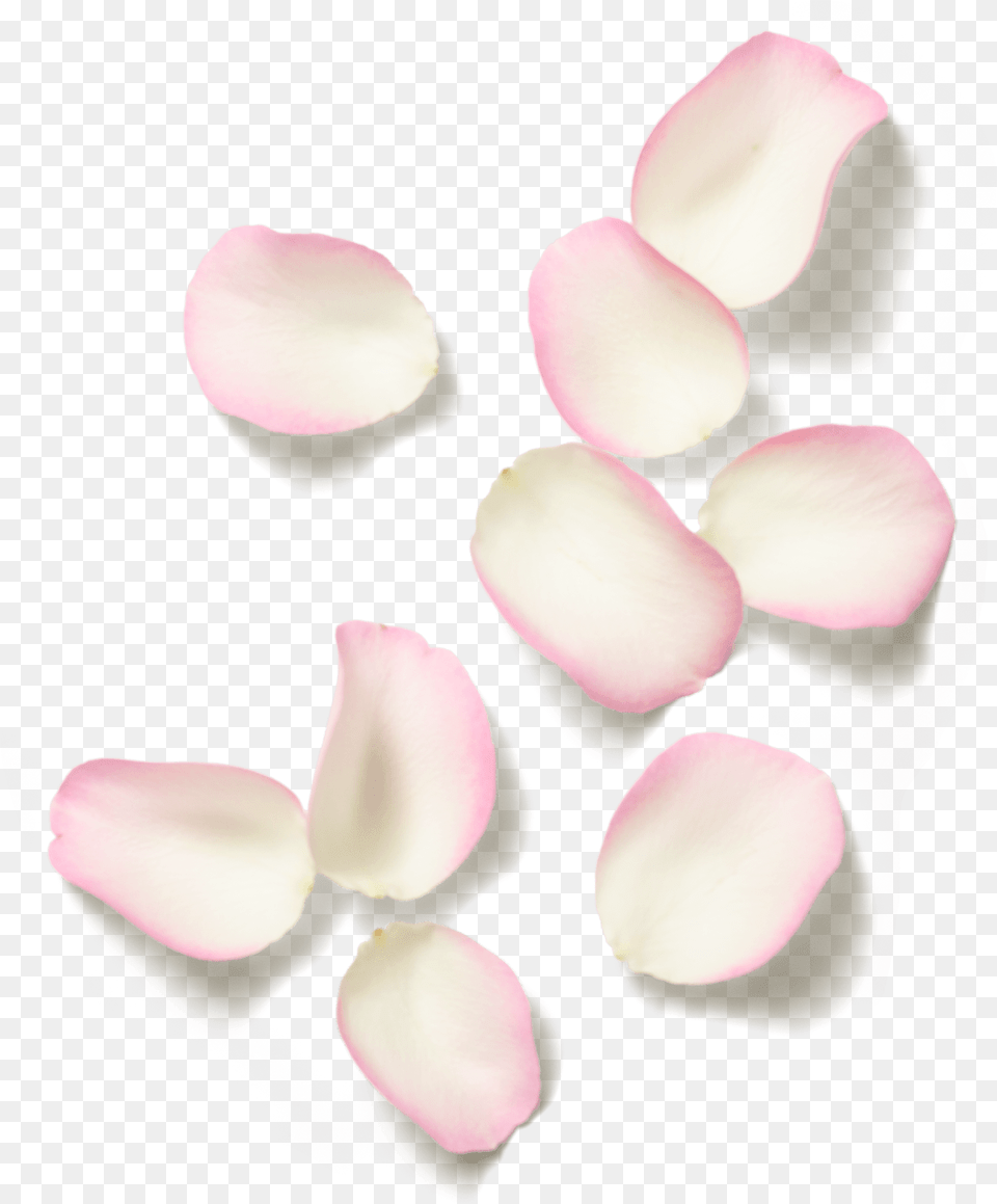 Images Ivory, Flower, Petal, Plant Free Png