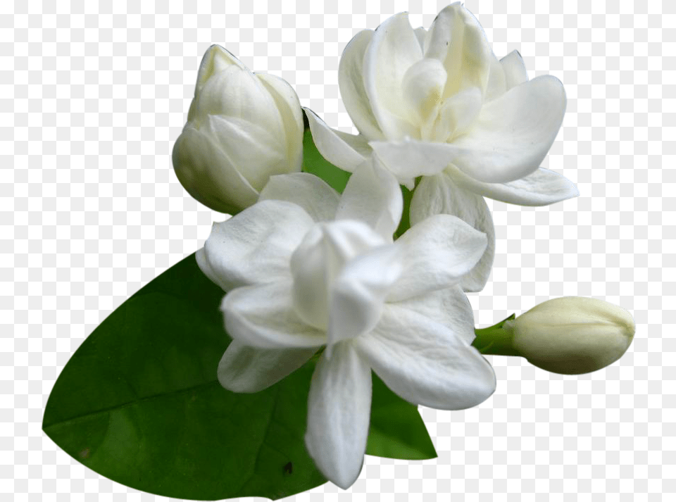 Images Jasmine Flower, Plant, Petal, Geranium, Rose Png