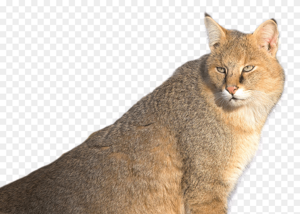 Images Jungle Cat Image, Abyssinian, Animal, Mammal, Pet Free Transparent Png