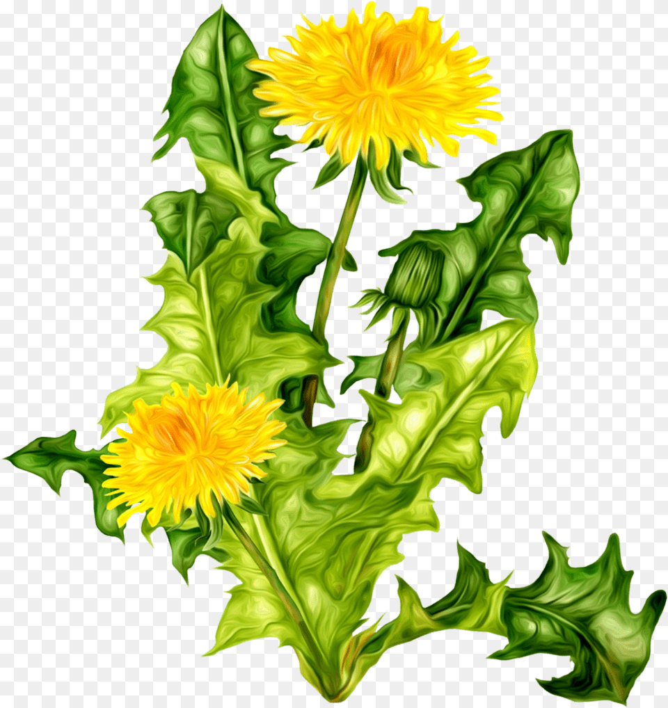 Images Kartinki Oduvanchik, Flower, Plant, Dandelion, Leaf Free Png Download