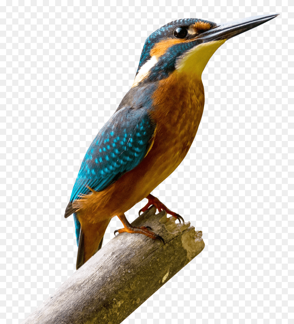 Images Kingfisher Bird Transparent Image, Animal, Beak, Bee Eater, Jay Free Png Download