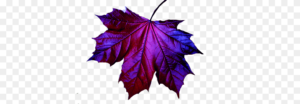 Images Leaves Dennyflacks Weblog, Leaf, Plant, Tree, Maple Leaf Png Image