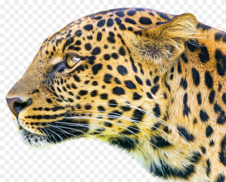 Images Leopard Image, Animal, Mammal, Panther, Wildlife Free Transparent Png