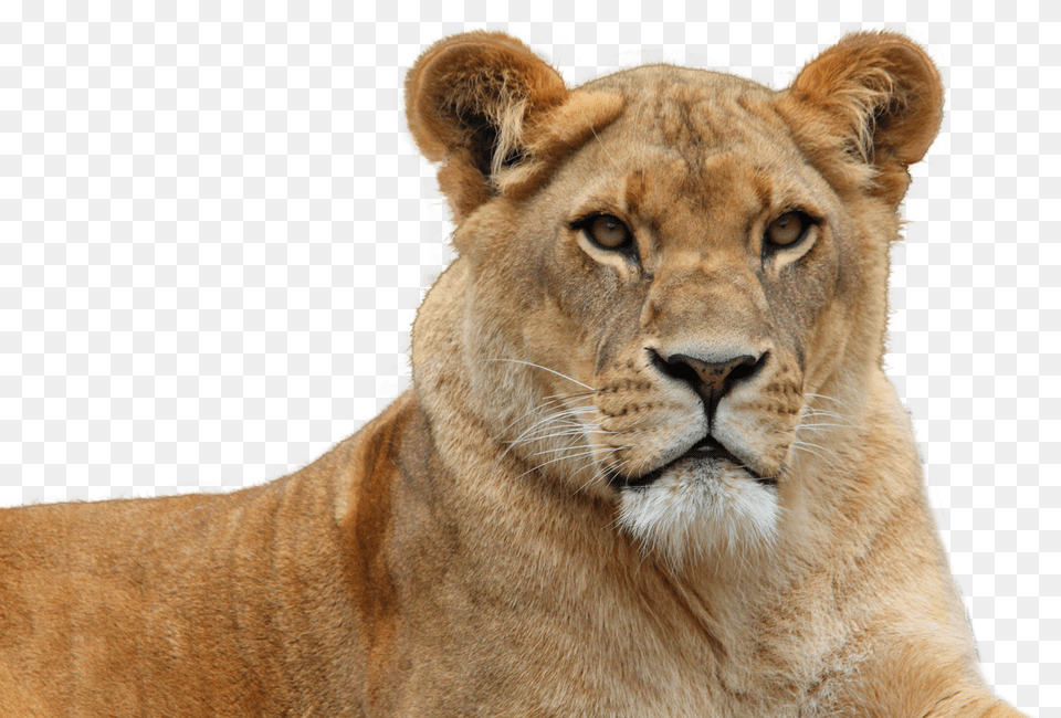 Images Lion Transparent, Animal, Mammal, Wildlife Free Png Download