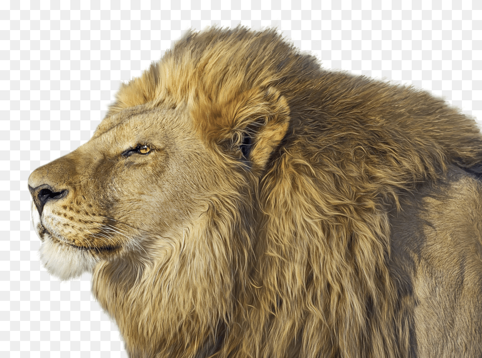 Images Lion Transparent Image, Animal, Mammal, Wildlife Png