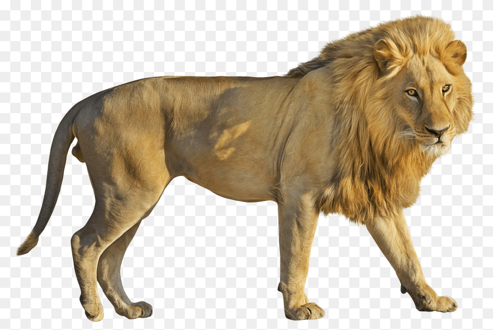 Images Lion Image, Animal, Mammal, Wildlife Free Transparent Png