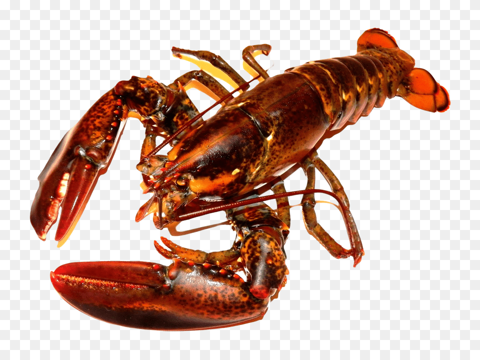 Images Lobster Transparent Image, Animal, Food, Invertebrate, Sea Life Free Png Download