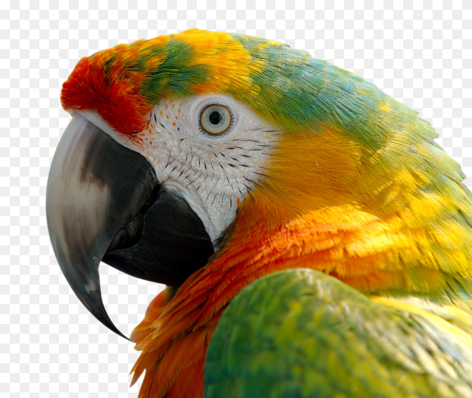 Images Macaw Transparent Image, Animal, Bird, Parrot, Beak Free Png