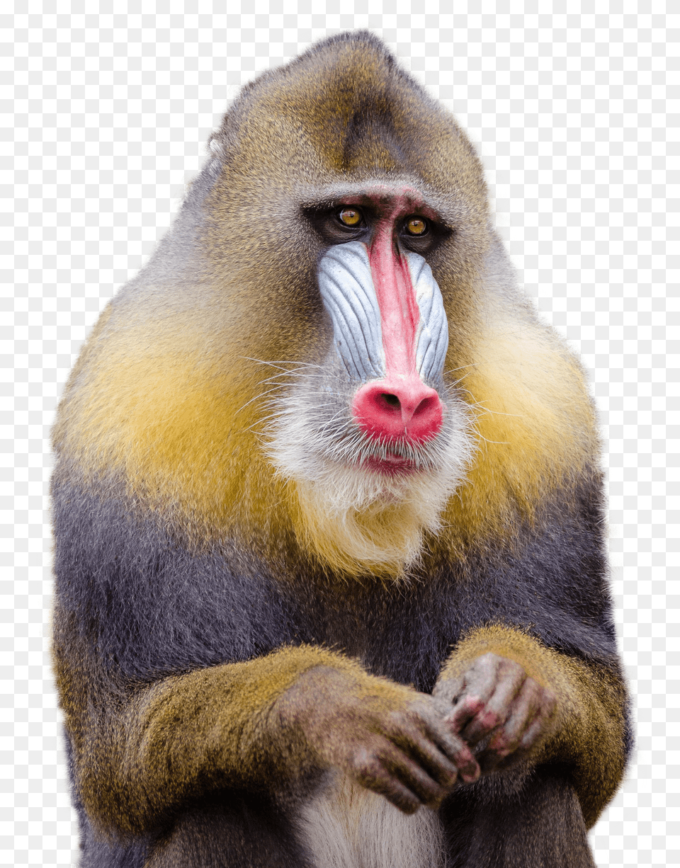 Images Mandrill Monkey Transparent Image, Animal, Mammal, Wildlife, Baboon Free Png