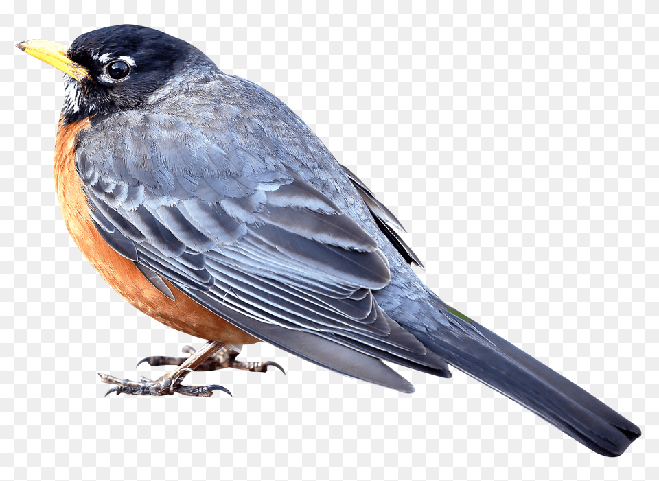 Images Merle Bird Transparent, Animal, Robin, Beak, Blackbird Free Png