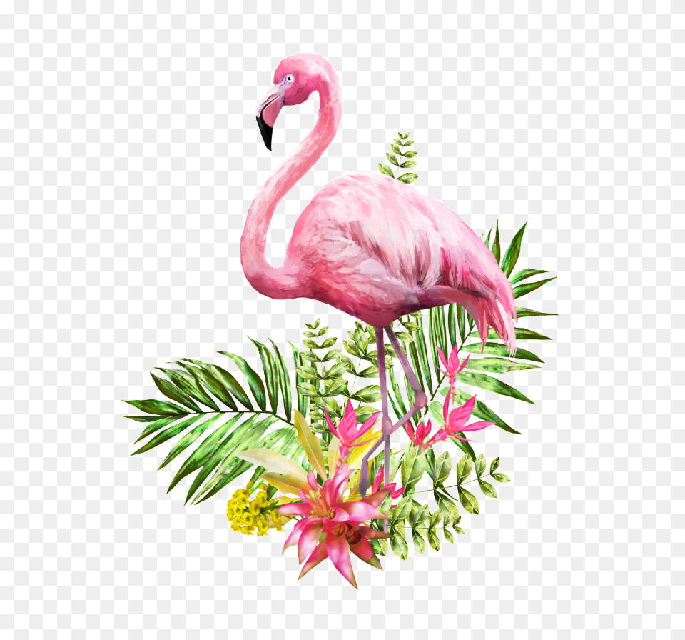Images Mockups Vectors, Animal, Bird, Flamingo Free Transparent Png