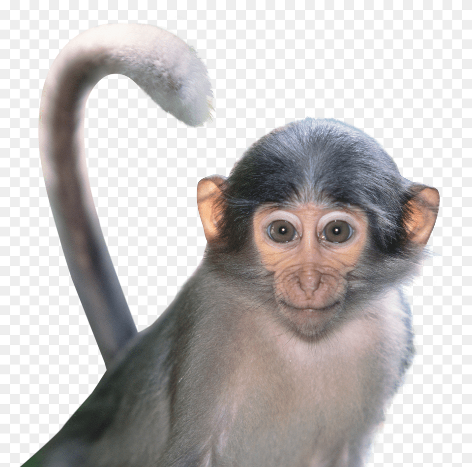 Images Monkey Animal, Mammal, Wildlife Png Image