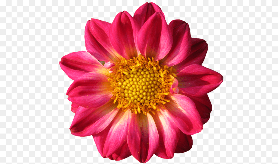 Images Of Dahlia Flowers, Daisy, Flower, Petal, Plant Free Transparent Png