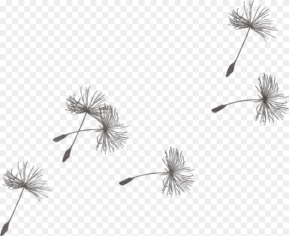 Images Of Dandelion Drawing Blowing In The Wind Dandelion Wish Clip Art, Flower, Plant Free Transparent Png