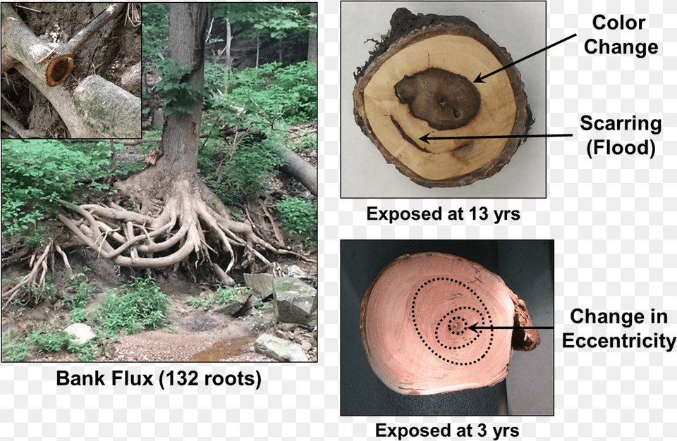 Images Of Exposed Tree Root Ball And Tree Ring Cross Tree Root Cross Section, Wood, Plant, Vegetation, Tree Trunk Png