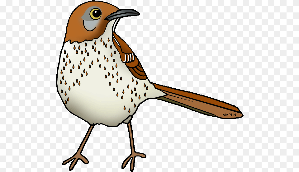 Images Of Georgia State Bird United States Clip Art Brown Thrasher Clipart, Animal, Beak, Anthus, Sparrow Free Png Download