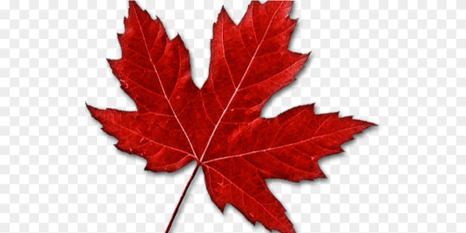 Images Of Maple Leaf Maple Leaf Clipart, Plant, Tree, Maple Leaf Png