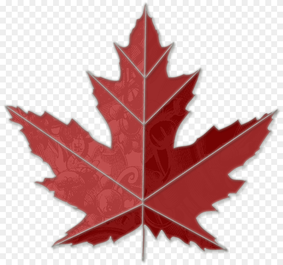 Images Of Maple Leaves Toronto Maple Leaf Tree, Plant, Maple Leaf Free Transparent Png