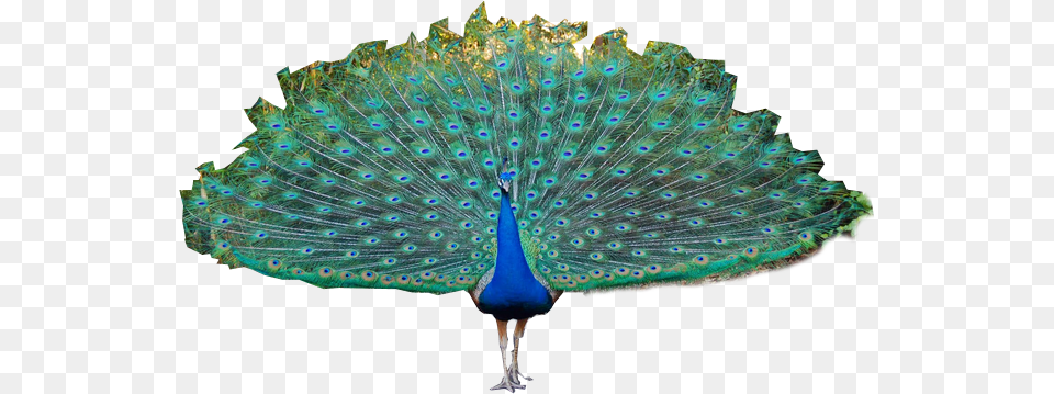 Images Of Peacock, Animal, Bird Png