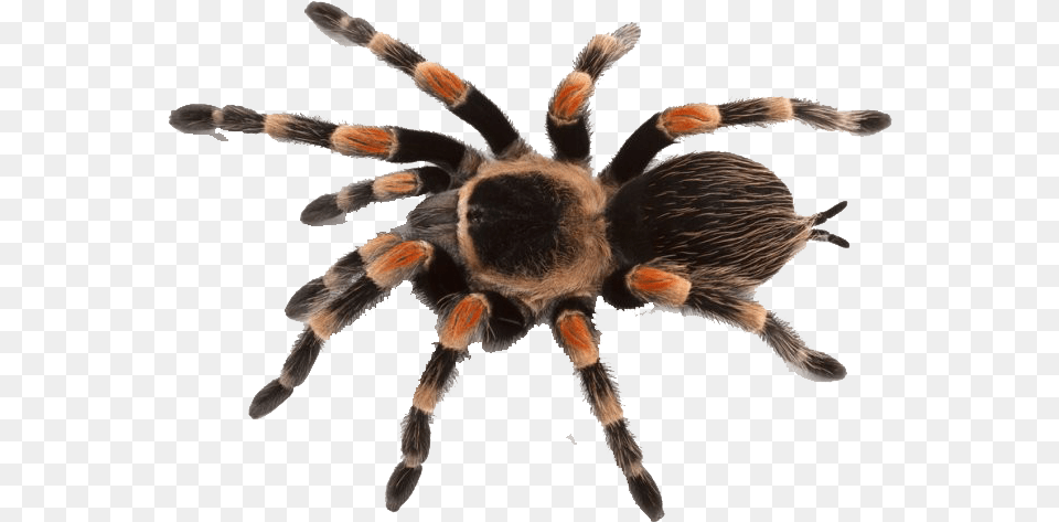 Images Of Spider, Animal, Invertebrate, Insect, Tarantula Free Png Download