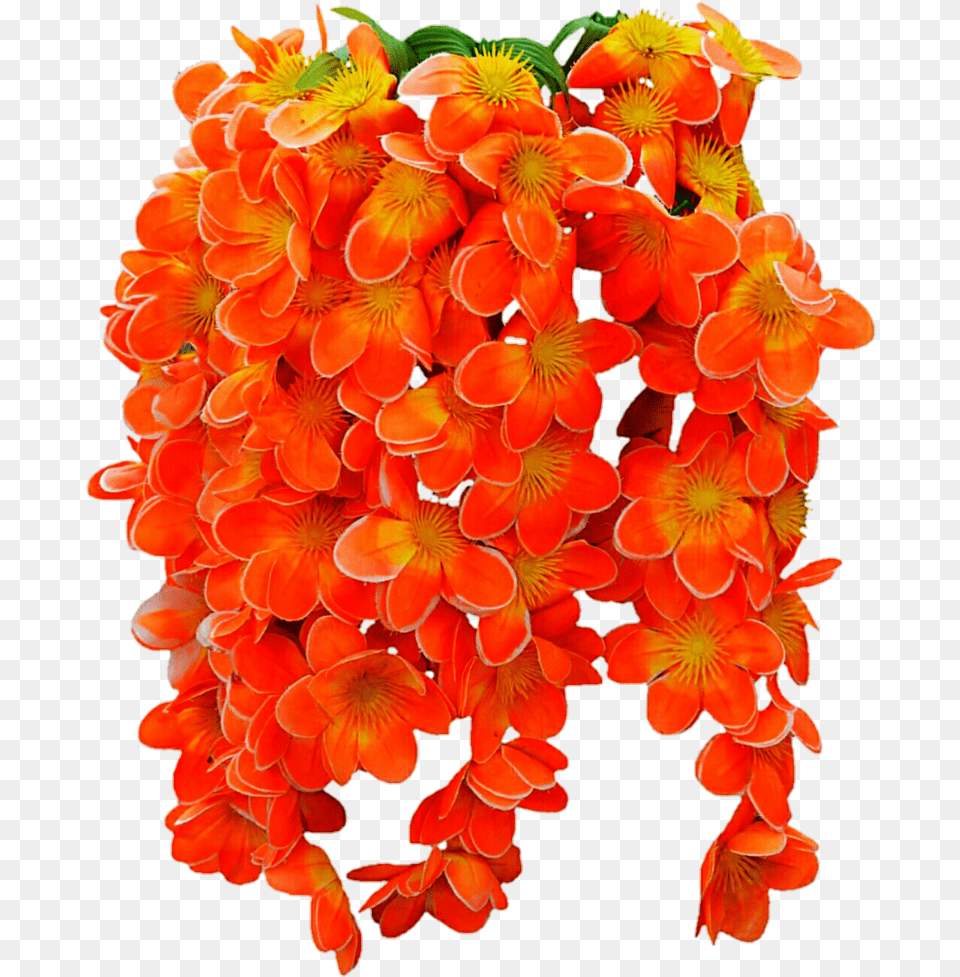 Images Of Tropical Flower Vines Tropical Vine Flowers, Plant, Petal, Geranium, Flower Bouquet Free Png
