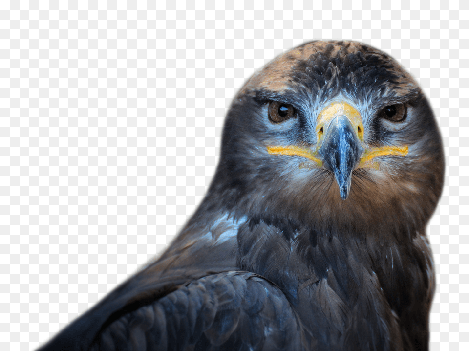 Images Owl Bird Transparent, Animal, Buzzard, Hawk, Beak Free Png